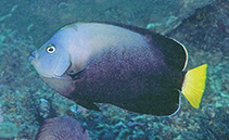 To FishBase images (<i>Chaetodontoplus caeruleopunctatus</i>, Philippines, by Allen, G.R.)