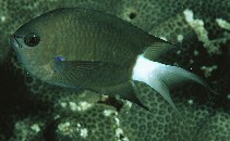 Image of Pycnochromis caudalis (Blue-axil chromis)