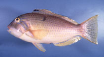 To FishBase images (<i>Choerodon cauteroma</i>, by Gloerfelt-Tarp, T.)