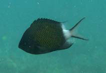 To FishBase images (<i>Chromis chrysura</i>, New Caledonia, by Dubosc, J.)