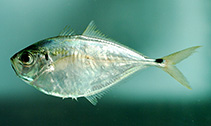 To FishBase images (<i>Chloroscombrus chrysurus</i>, by NOAA\NMFS\Mississippi Laboratory)