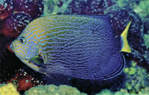 Image of Chaetodontoplus chrysocephalus (Orangeface angelfish)