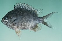 To FishBase images (<i>Chromis cinerascens</i>, Sri Lanka, by Randall, J.E.)