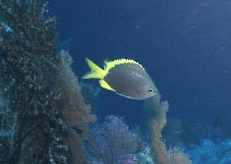 To FishBase images (<i>Chromis circumaurea</i>, Micronesia, by Pyle, R.L./Greene, B.D.)