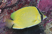 To FishBase images (<i>Chaetodon citrinellus</i>, Philippines, by Allen, G.R.)