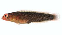 To FishBase images (<i>Chlidichthys clibanarius</i>, Comoros, by Winterbottom, R.)