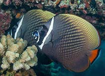 To FishBase images (<i>Chaetodon collare</i>, Maldives, by Greenfield, J.)