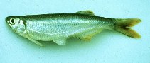 Image of Chelaethiops congicus 