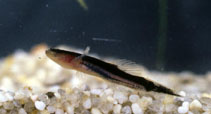 Image of Chologaster cornuta (Swampfish)