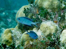 To FishBase images (<i>Chromis cyanea</i>, Mexico, by Floeter, S.R.)