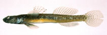 To FishBase images (<i>Chaenogobius cylindricus</i>, Japan, by Suzuki, T.)