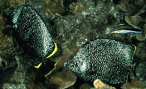 Image of Chaetodon daedalma (Wrought iron butterflyfish)