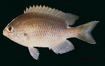Image of Chromis dasygenys (Blue-spotted chromis)
