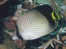 To FishBase images (<i>Chaetodon decussatus</i>, Christmas I., by Allen, G.R.)