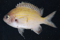 To FishBase images (<i>Chromis degruyi</i>, Palau, by Pyle, R.L./Greene, B.D.)