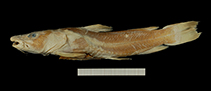 To FishBase images (<i>Chrysichthys delhezi</i>, Congo Dem Rp, by RMCA / Mark Hanssens)