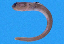 To FishBase images (<i>Chiloconger obtusus</i>, Panama, by Robertson, R.)