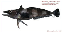 To FishBase images (<i>Chionobathyscus dewitti</i>, Antarctica, by Shandikov, G.A.)