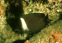 To FishBase images (<i>Chaetodon dialeucos</i>, Oman, by Randall, J.E.)