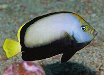 To FishBase images (<i>Chaetodontoplus dimidiatus</i>, Indonesia, by Allen, G.R.)