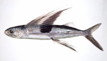To FishBase images (<i>Cypselurus heterurus doederleini</i>, Japan, by Suzuki, T.)