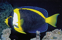 To FishBase images (<i>Chaetodontoplus duboulayi</i>, Australia, by Allen, G.R.)