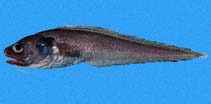 To FishBase images (<i>Cherublemma emmelas</i>, Panama, by Robertson, R.)