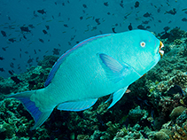 To FishBase images (<i>Chlorurus enneacanthus</i>, Maldives, by Greenfield, J.)