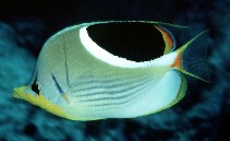Image of Chaetodon ephippium (Saddle butterflyfish)