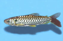 Image of Chalceus erythrurus (Tucan fish)
