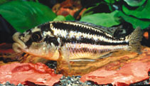 Image of Cheilochromis euchilus (Malawi thick lip)