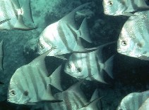 To FishBase images (<i>Chaetodipterus faber</i>, Belize, by Randall, J.E.)