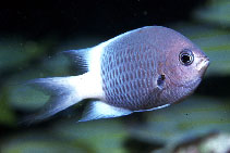To FishBase images (<i>Chromis fatuhivae</i>, Marquesas Is., by Rocha, L.A.)
