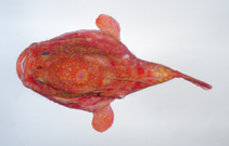 To FishBase images (<i>Chaunax fimbriatus</i>, Chinese Taipei, by Ho, H.-C.)
