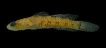 To FishBase images (<i>Chriolepis fisheri</i>, Brazil, by Macieira, R.M.)