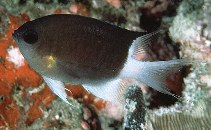 To FishBase images (<i>Chromis flavipectoralis</i>, Maldives, by Randall, J.E.)