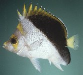 To FishBase images (<i>Chaetodon flavocoronatus</i>, Guam, by Pyle, R.L.)
