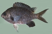 To FishBase images (<i>Chromis flavomaculata</i>, Japan, by Randall, J.E.)