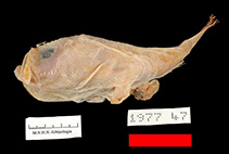 To FishBase images (<i>Chaunax flammeus</i>, Madagascar, by MNHN)