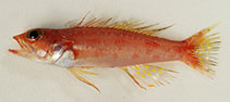 To FishBase images (<i>Chelidoperca flavimacula</i>, Myanmar, by Alvheim, O.)