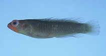 To FishBase images (<i>Chlidichthys foudioides</i>, Mauritius, by Heemstra, P.C./SAIAB)