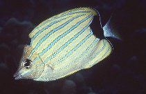 To FishBase images (<i>Chaetodon fremblii</i>, Hawaii, by Randall, J.E.)