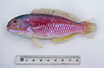 To FishBase images (<i>Choerodon frenatus</i>, Australia, by Graham, K.)