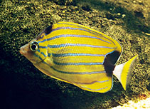 Image of Chaetodon fremblii (Bluestriped butterflyfish)