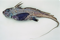 To FishBase images (<i>Chimaera fulva</i>, Australia, by Graham, K.)