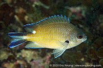 To FishBase images (<i>Chromis fumea</i>, Hong Kong, by Eric Keung@114°E Hong Kong Reef Fish Survey)