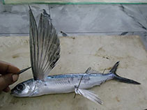 To FishBase images (<i>Cheilopogon furcatus</i>, Pakistan, by Osmany, H.B.)