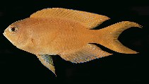 To FishBase images (<i>Chrysiptera galba</i>, French Polynesia, by Randall, J.E.)