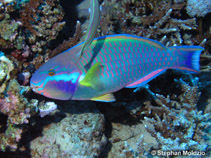 Image of Chlorurus genazonatus (Sinai parrotfish)