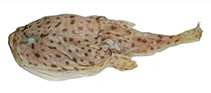 Image of Chaunax gomoni (Gomon’s frogmouth)